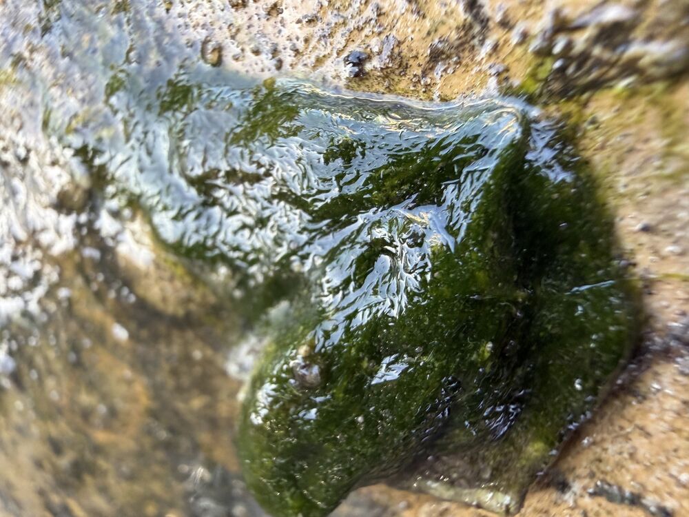 Freshwater charophyte green algae