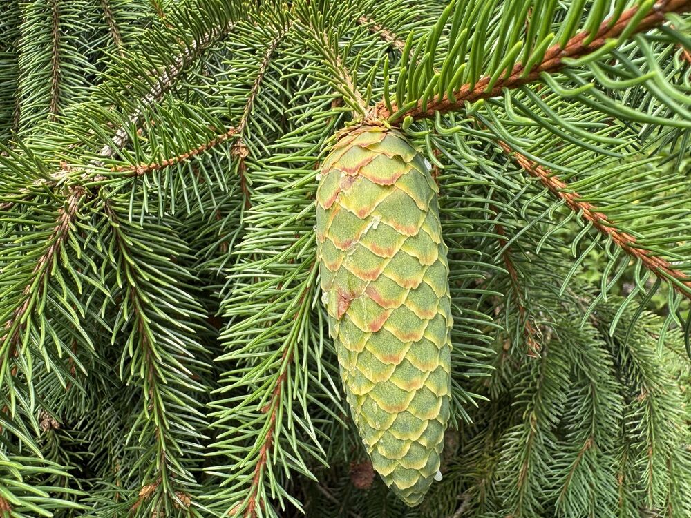 A conifer cone bearing naked seeds