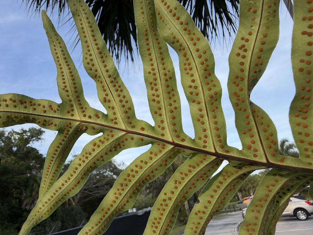 An unfurling fern frond