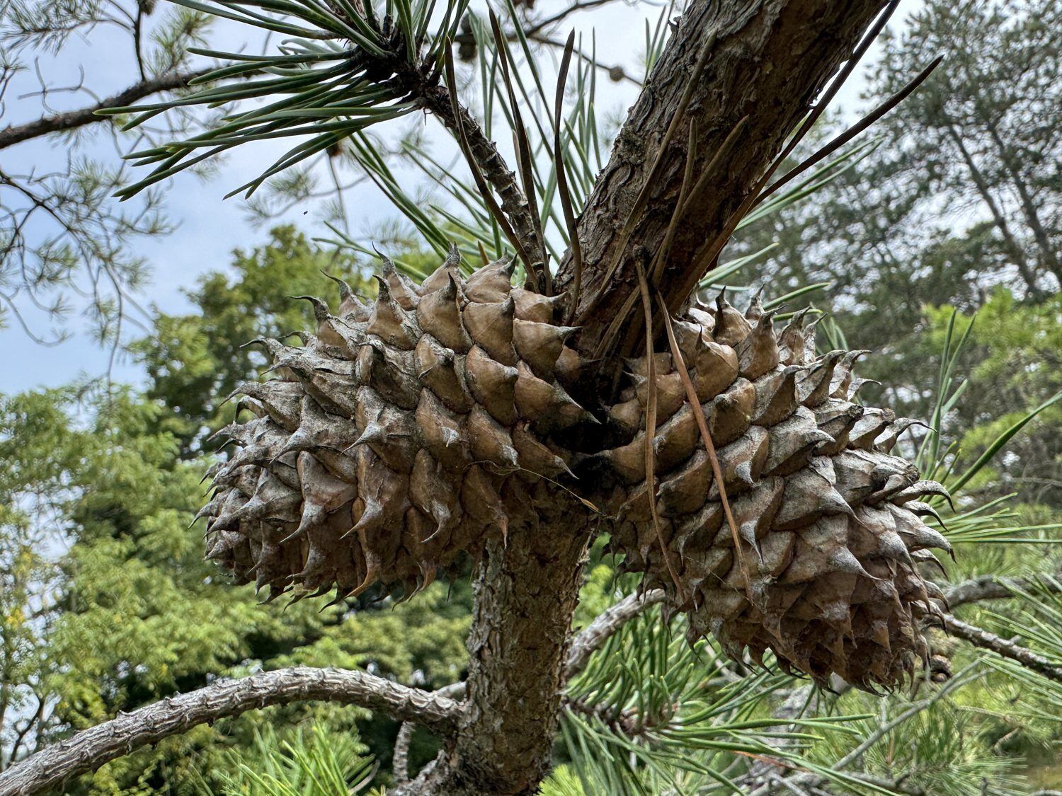 Pine cones on a branch