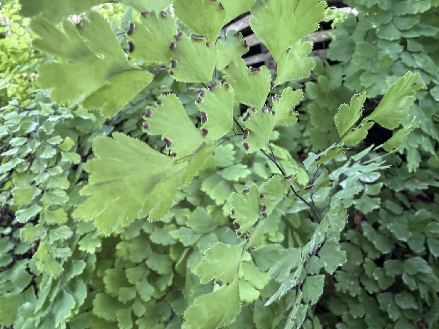 The evolution of plants: 500 million years of innovation to make the Earth habitable