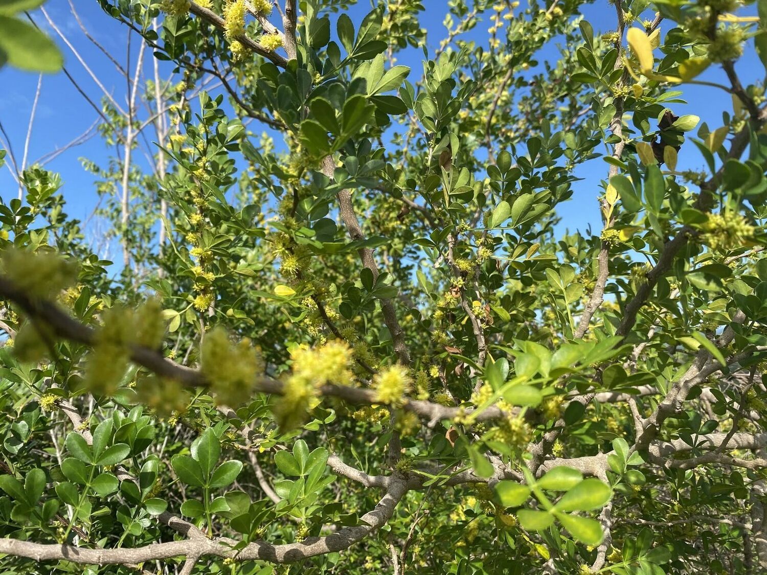 Zanthoxylum fagara in full bloom, visited by bees