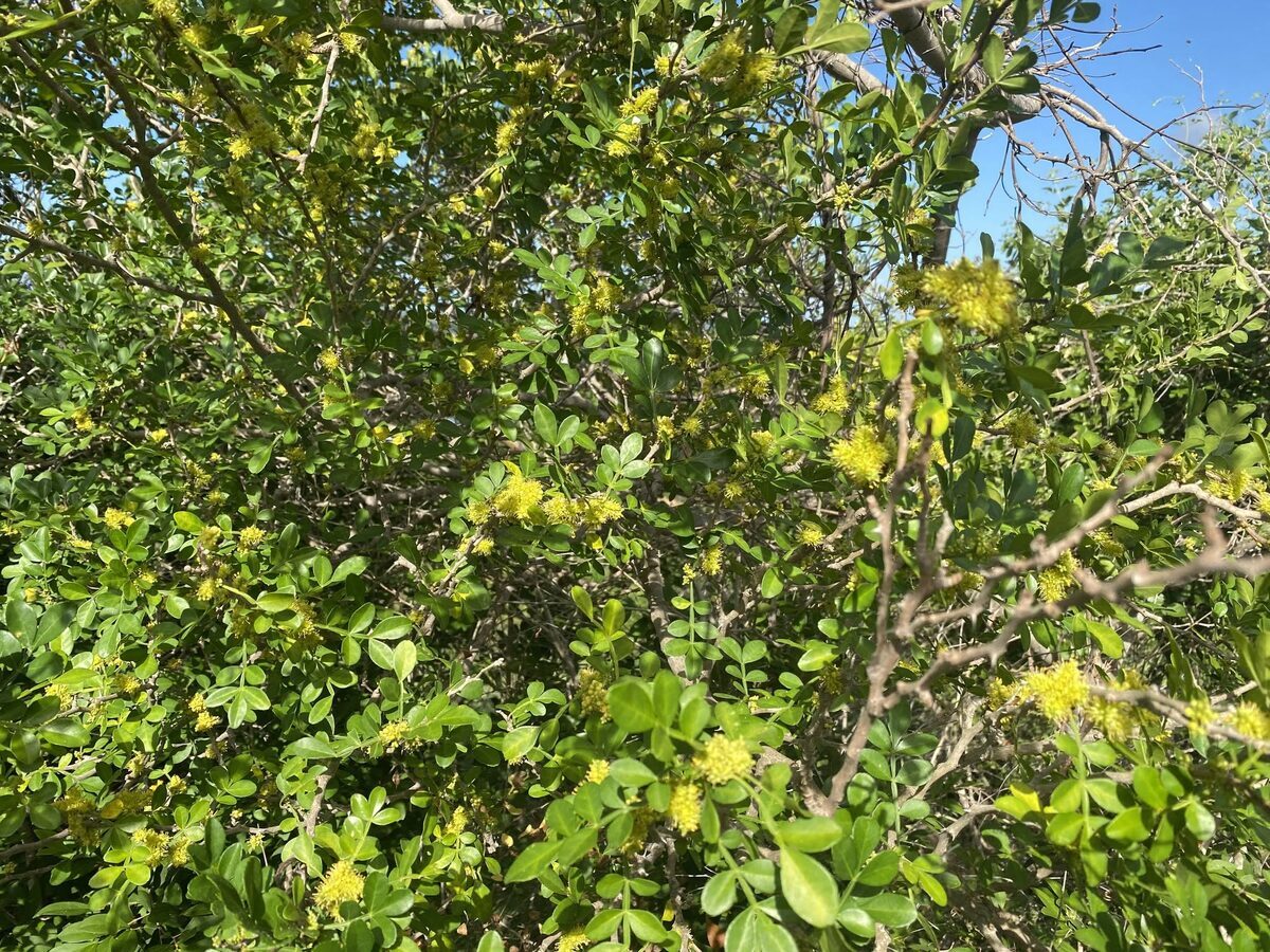 Yellow flowers of Fagara (Zanthoxylum fagara)