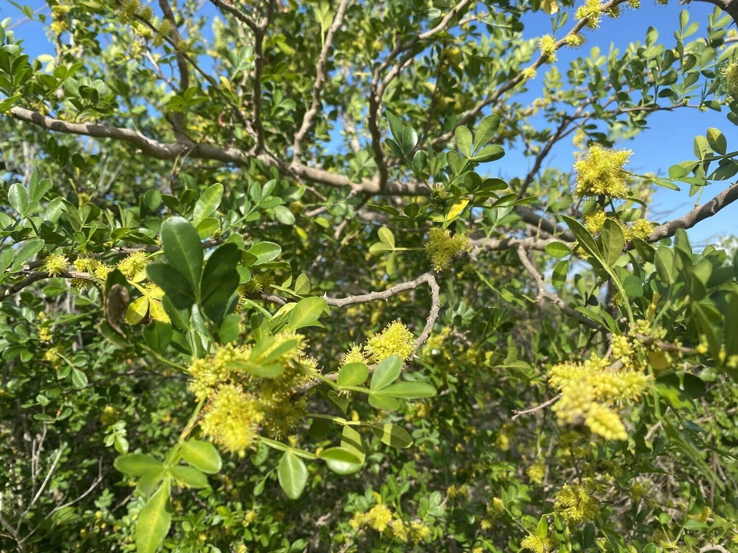 Zanthoxylum fagara: a honey plant worth knowing better