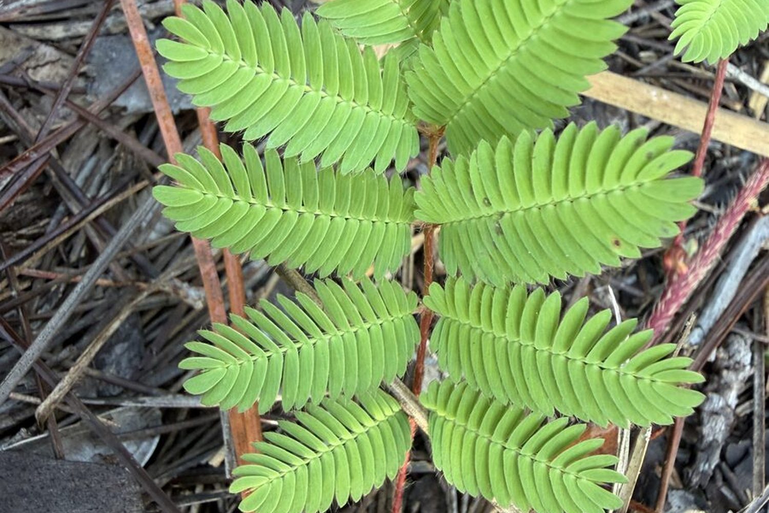 Bipinnate leaf
