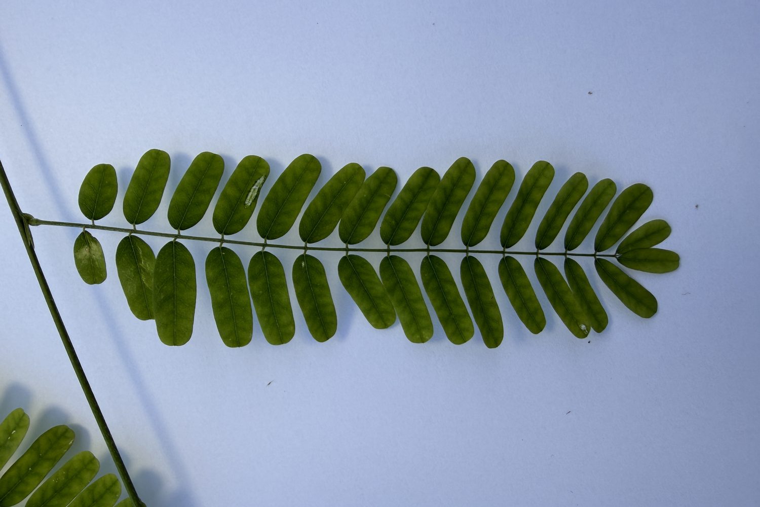 Compound leaf