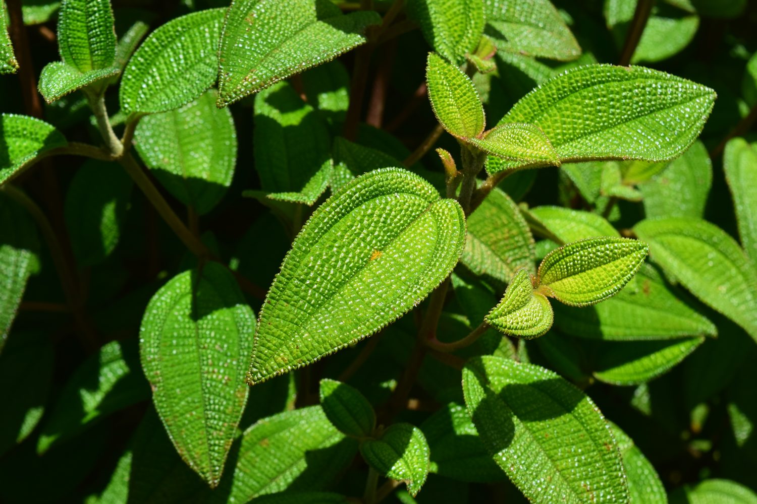 Leaf 1