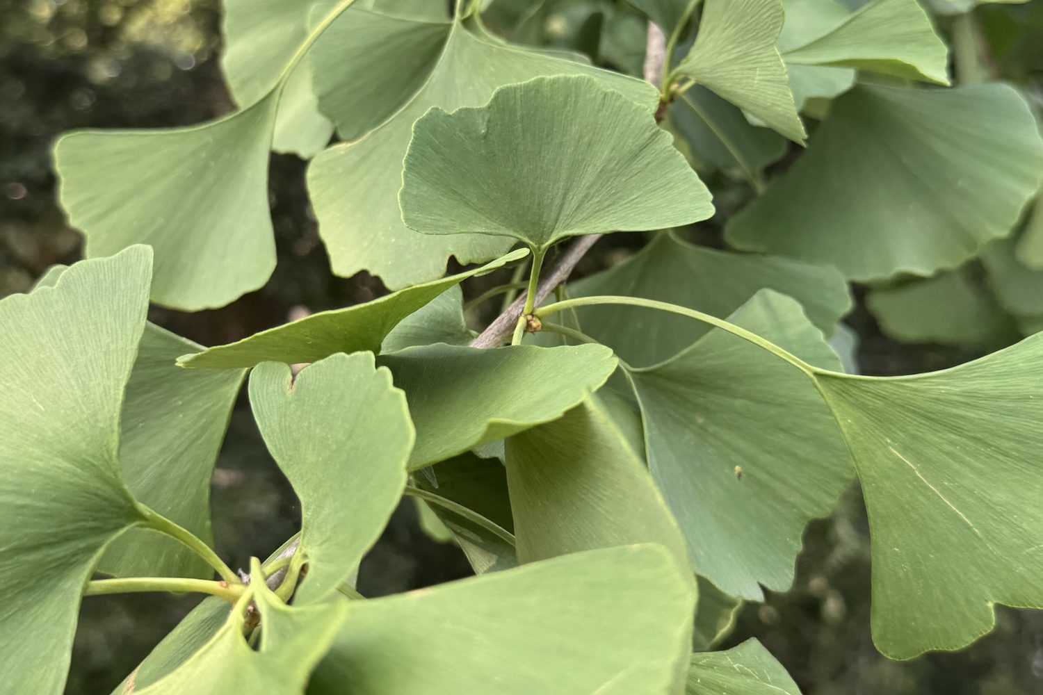 Leaf