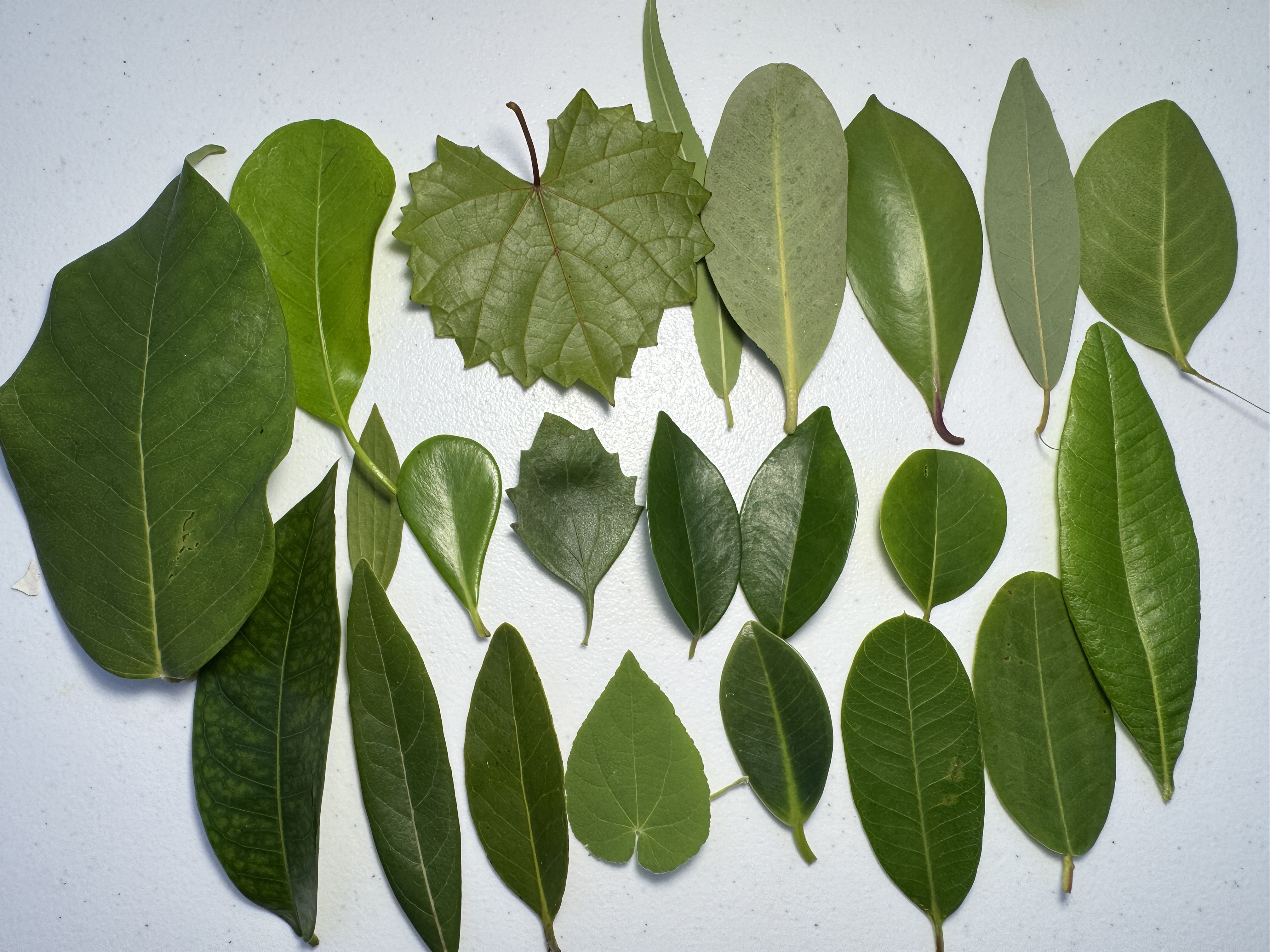 Leaf