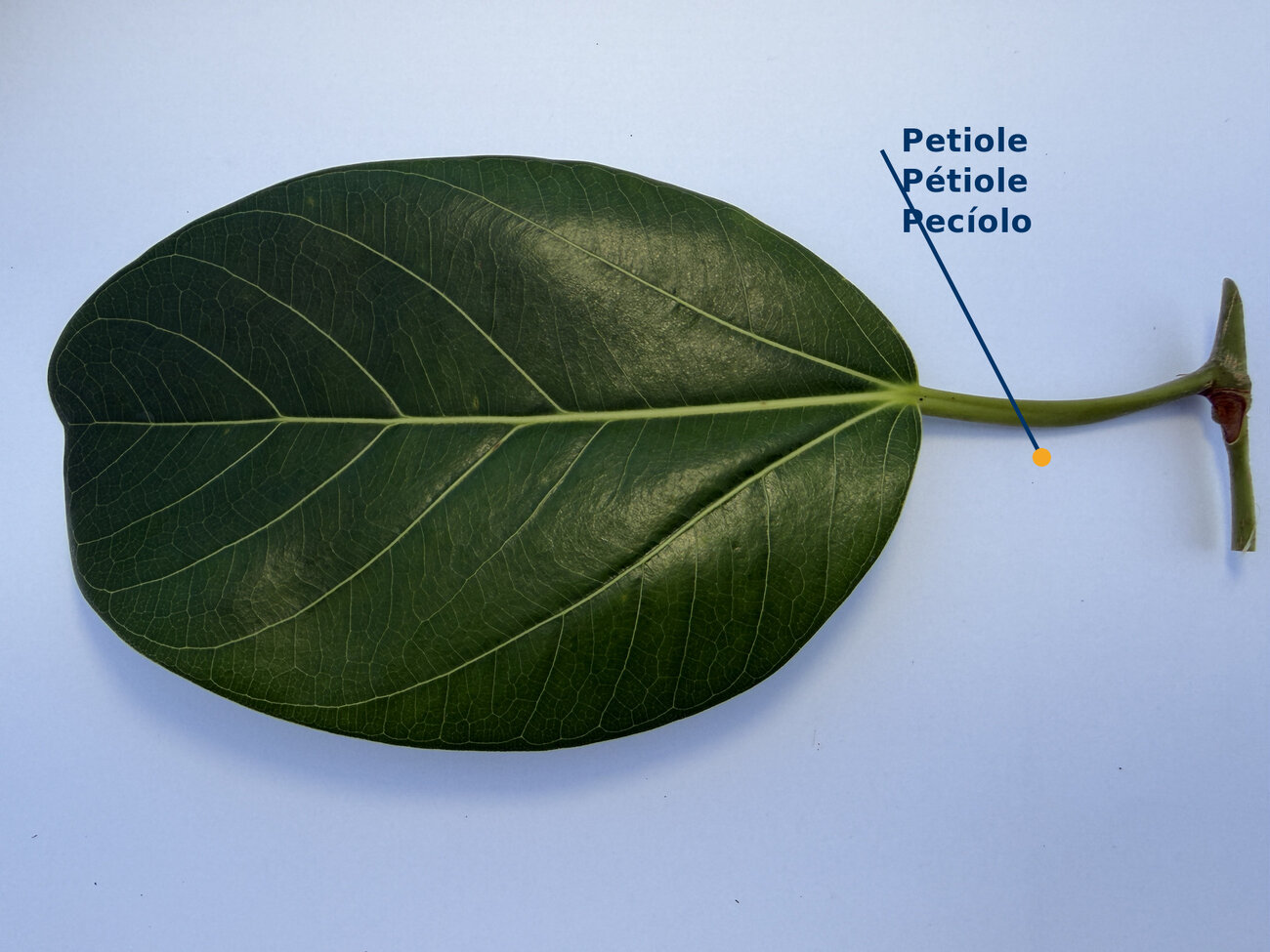 Petiole