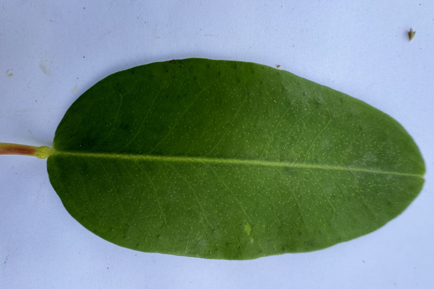Simple leaf