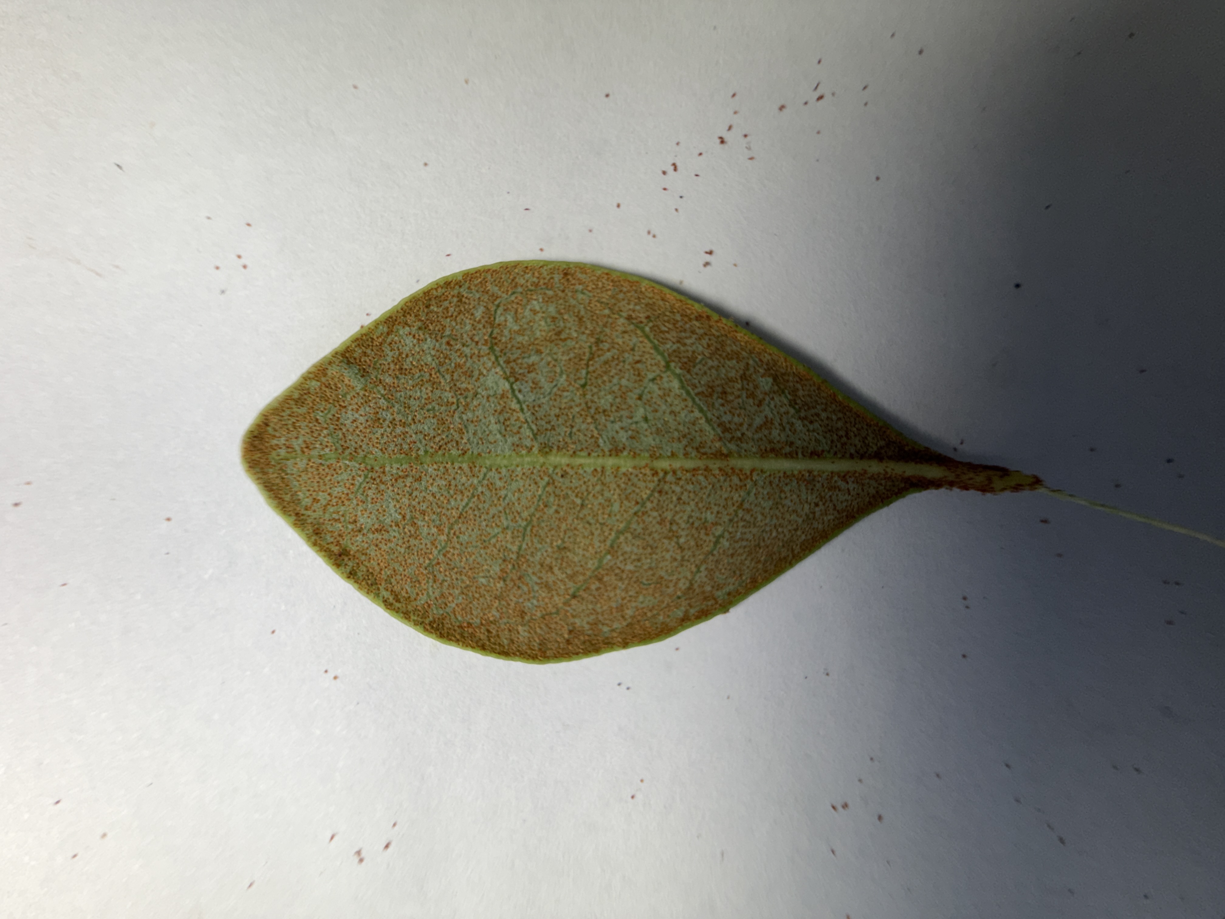 Observation botanique 2