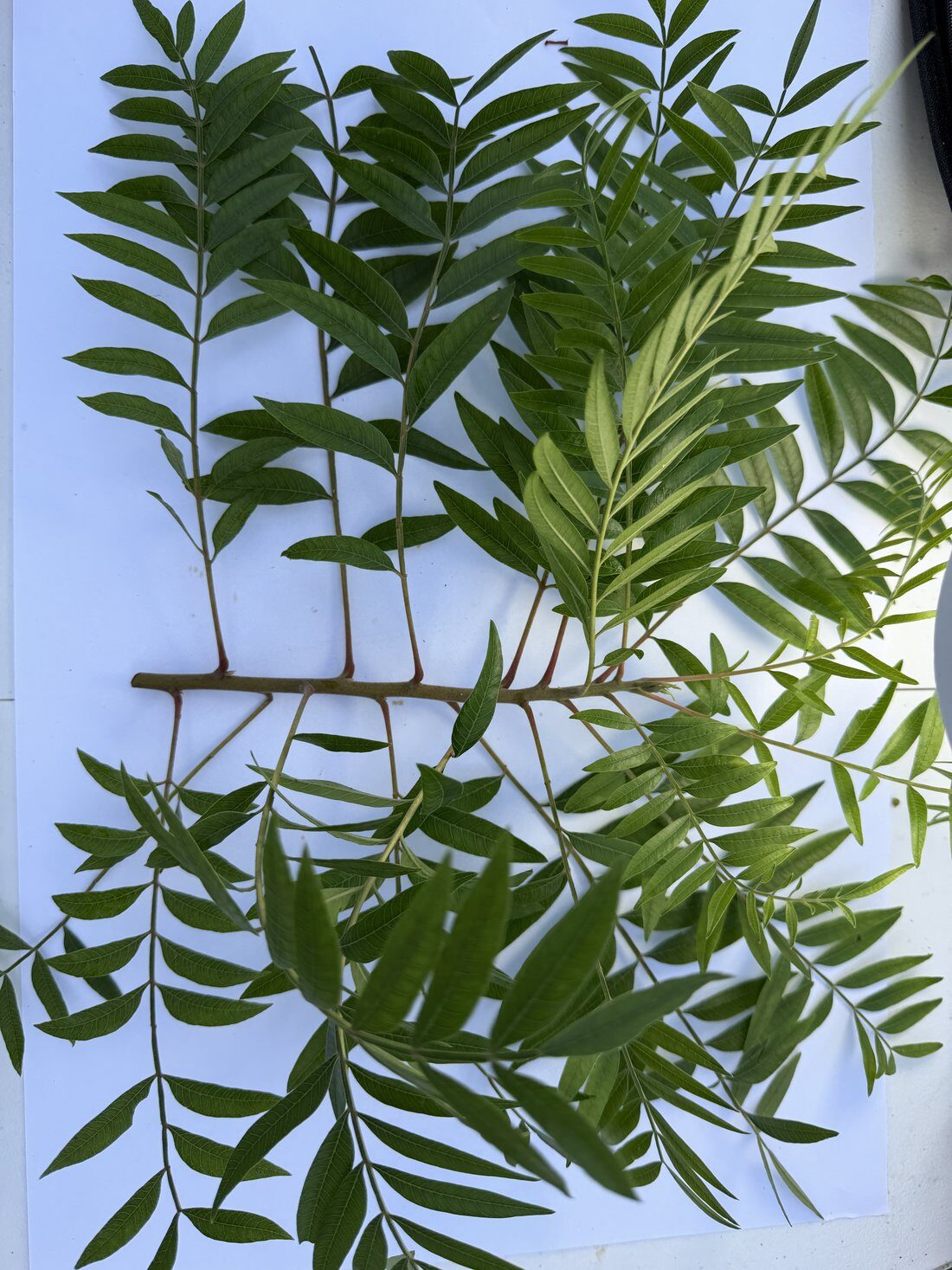 Pinnate compound leaf with several leaflets