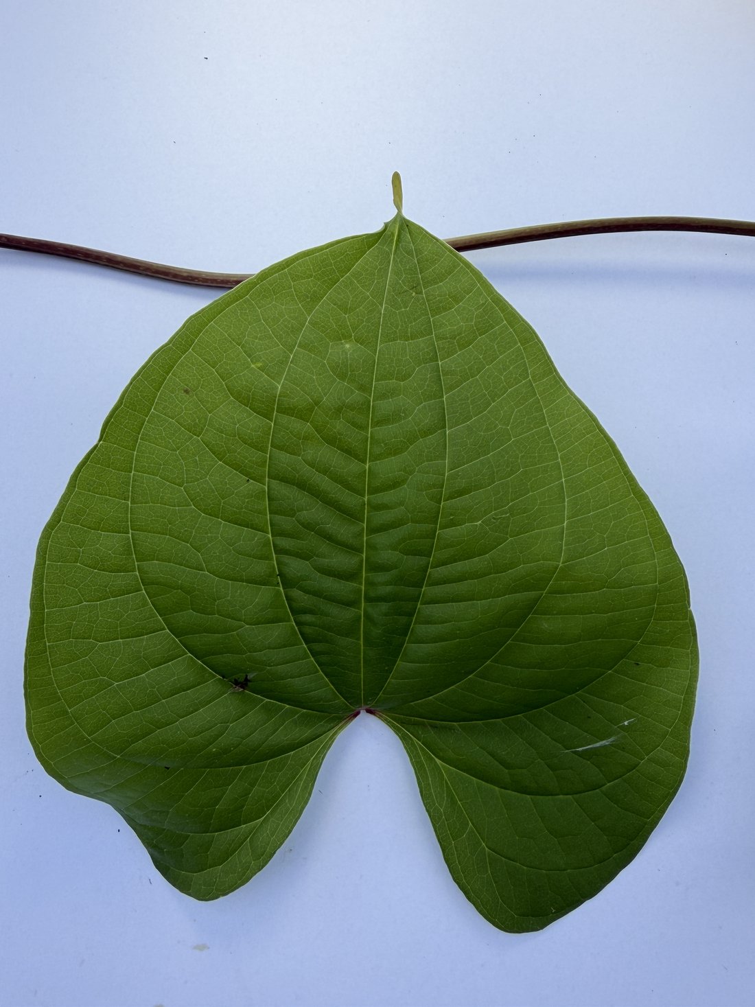 Heart-shaped (cordate) leaf