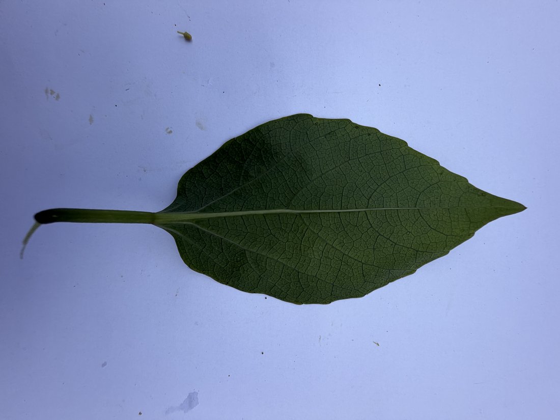 Leaf with pinnate venation