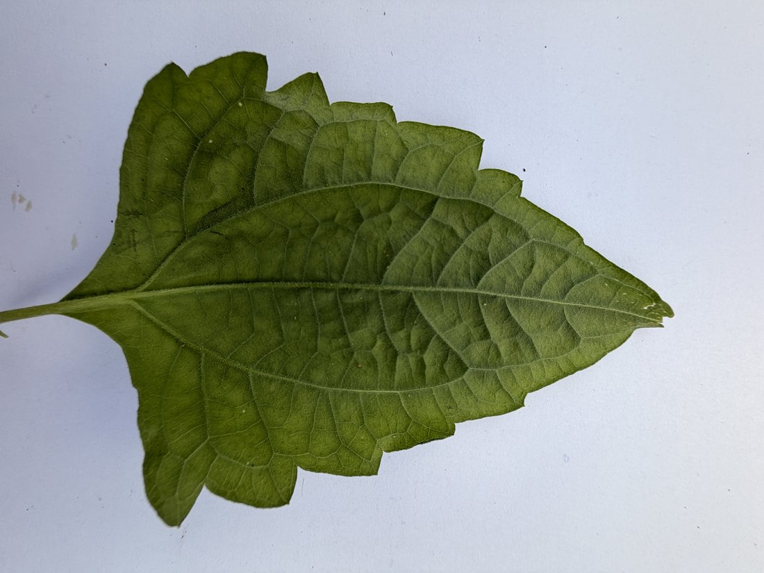 Leaf with a dentate margin