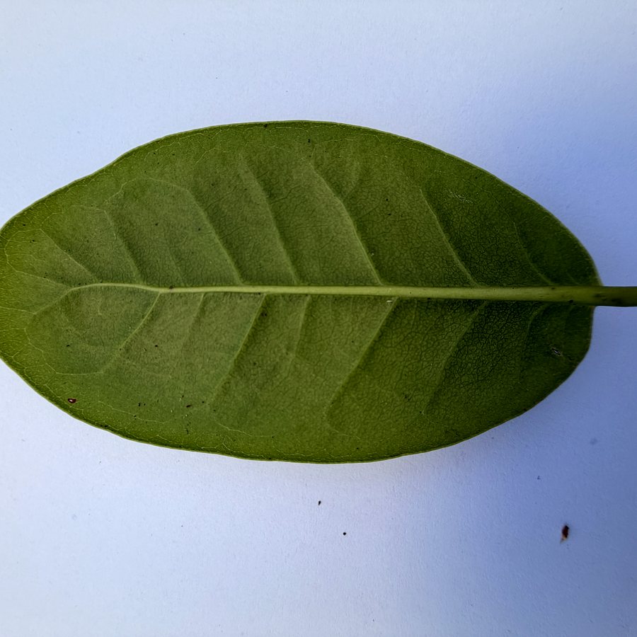 Leaves