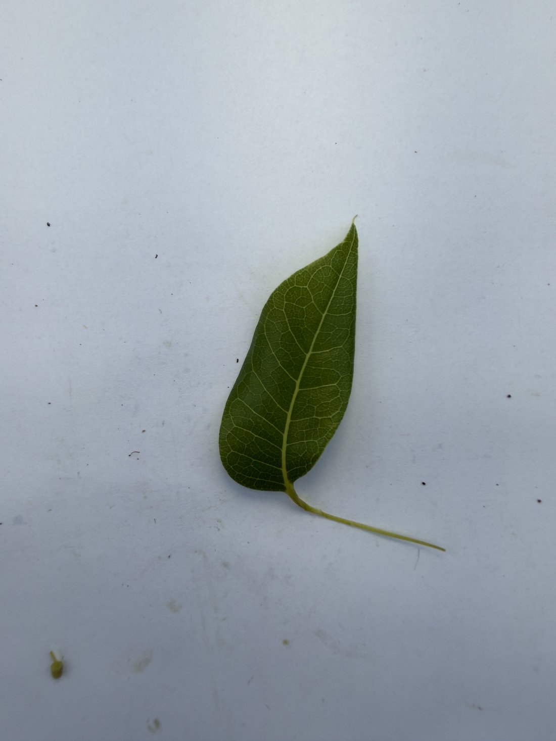 Opposite leaves on the stem