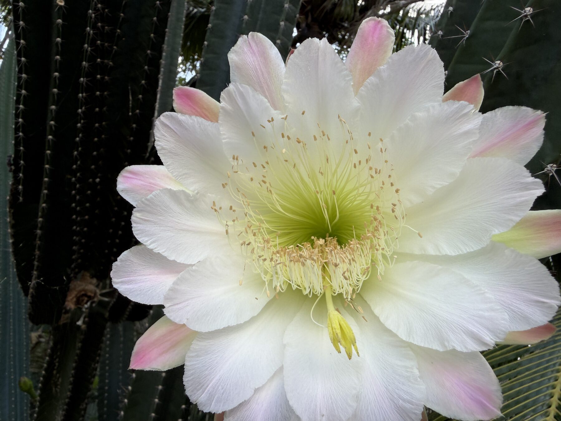 White cactus flower