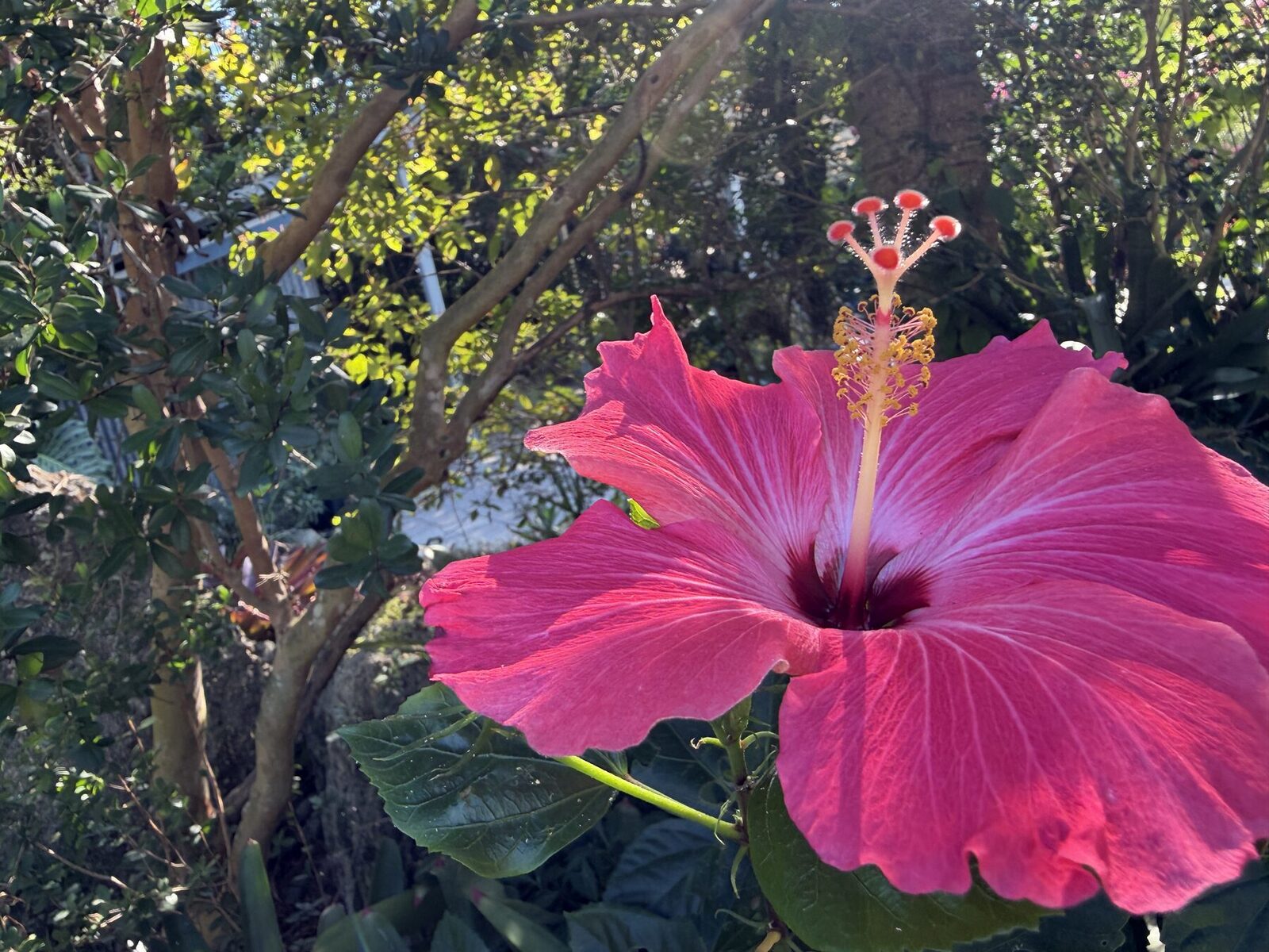 Build botanical databases to decide, conserve and create value from plants