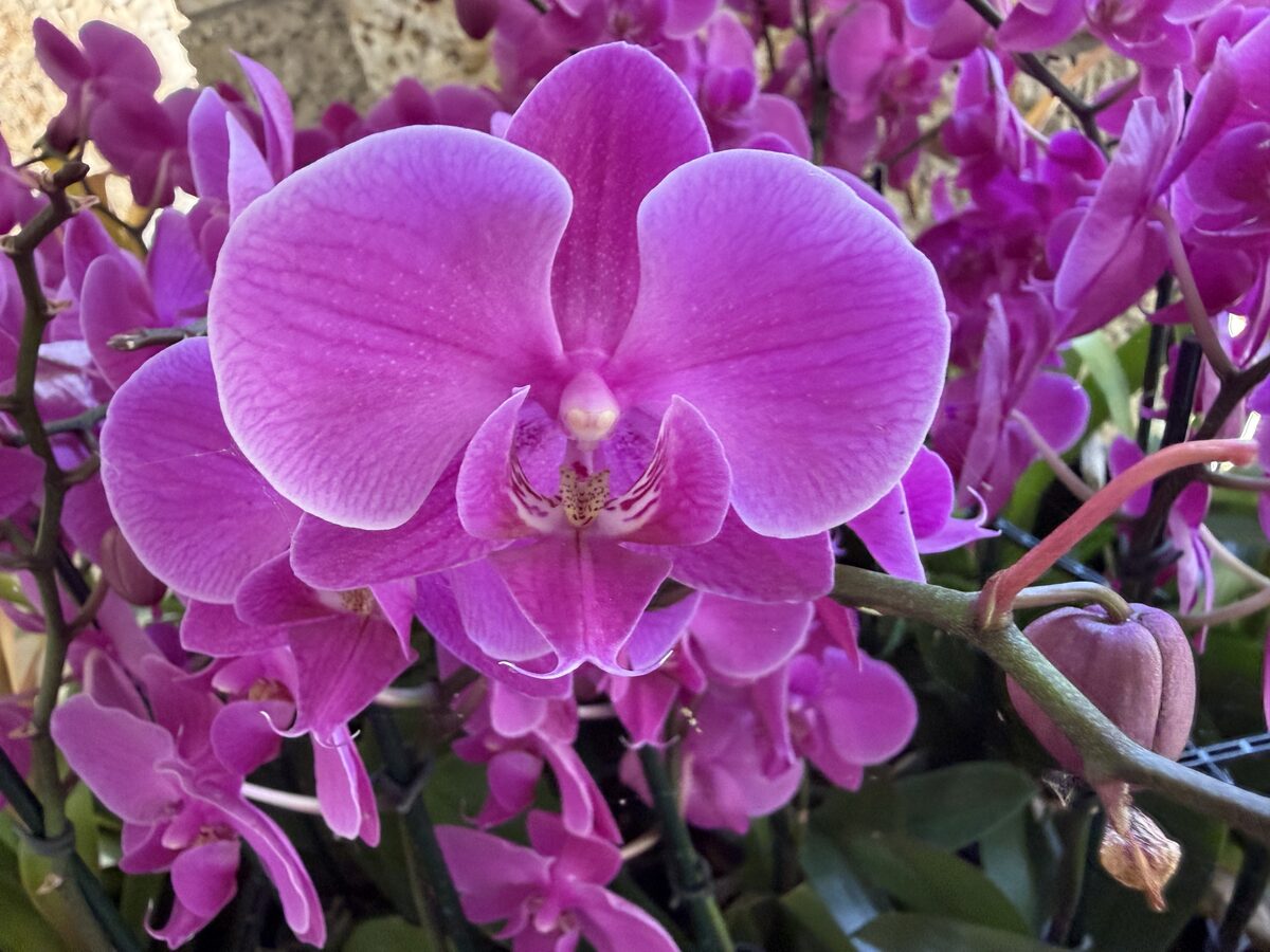 Purple orchid flower