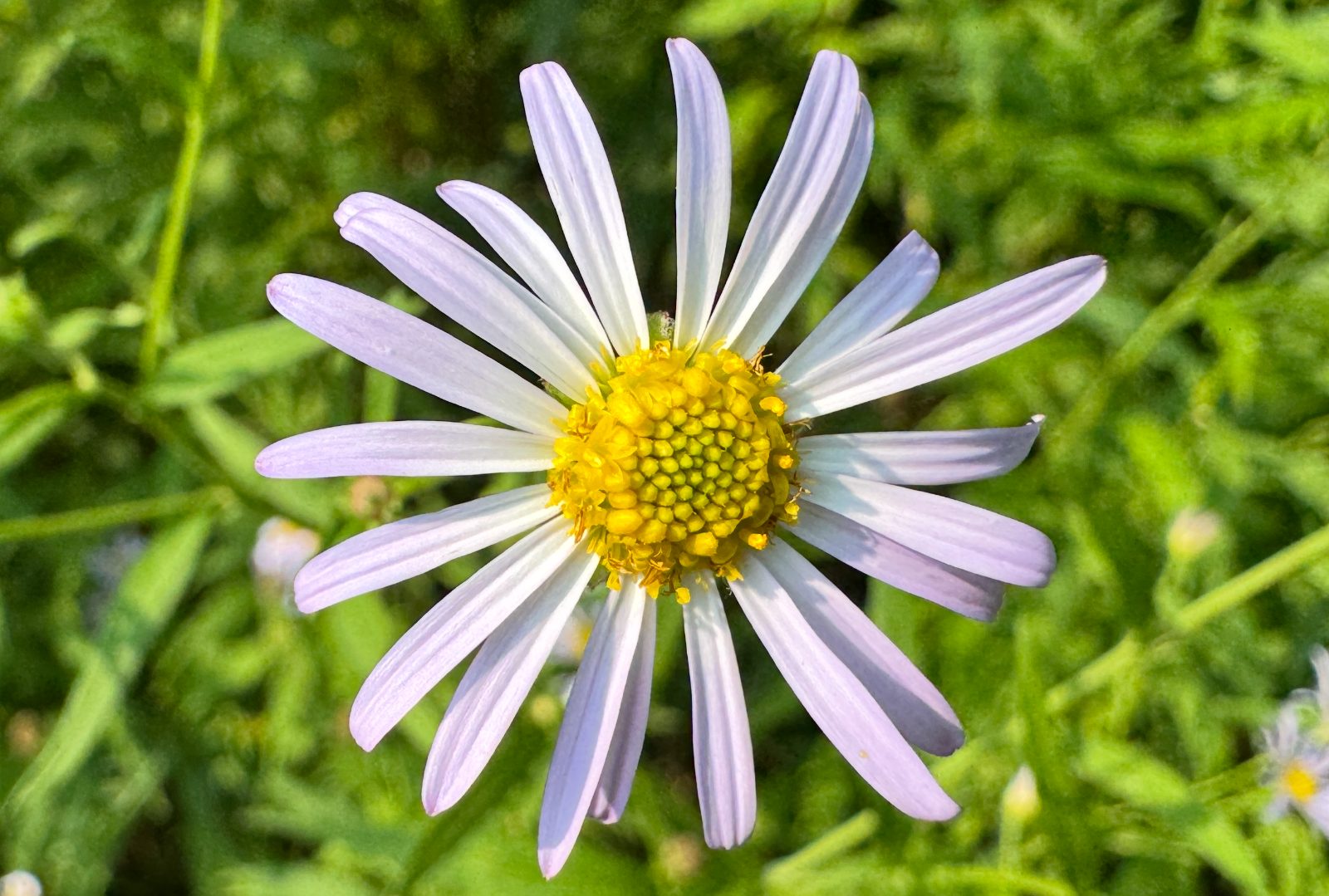 Flower 1