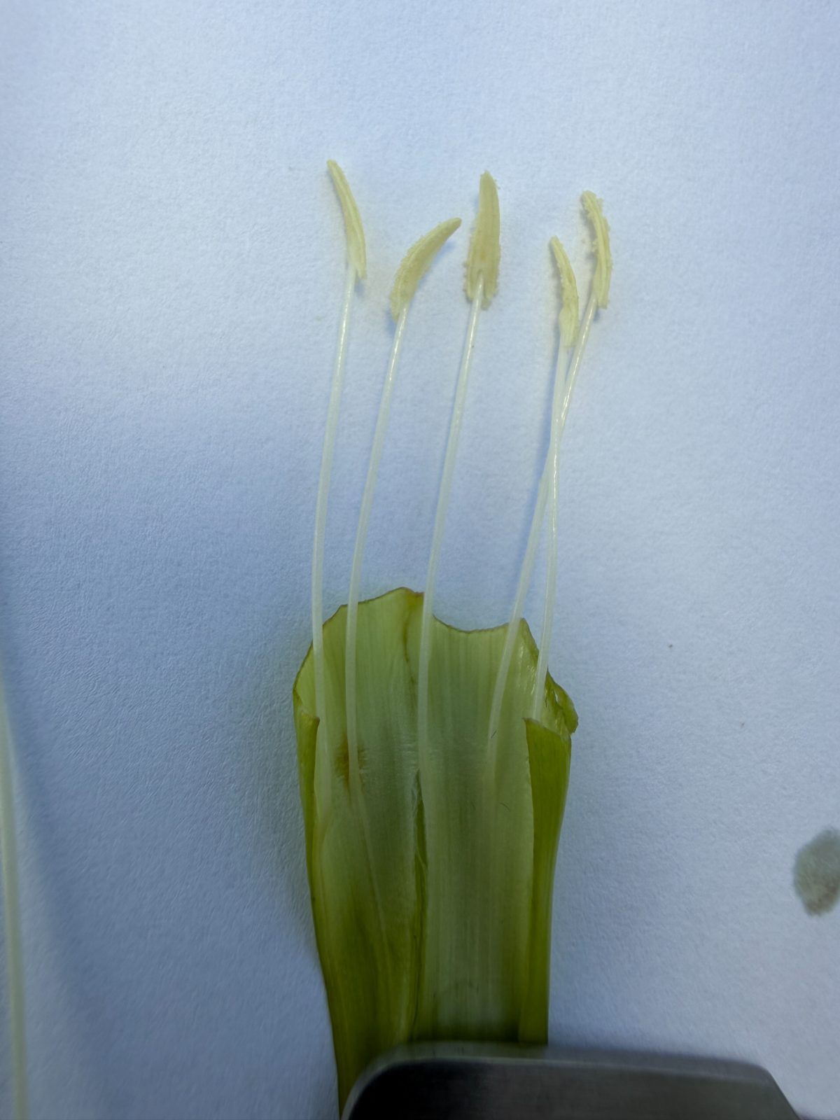 Stamens