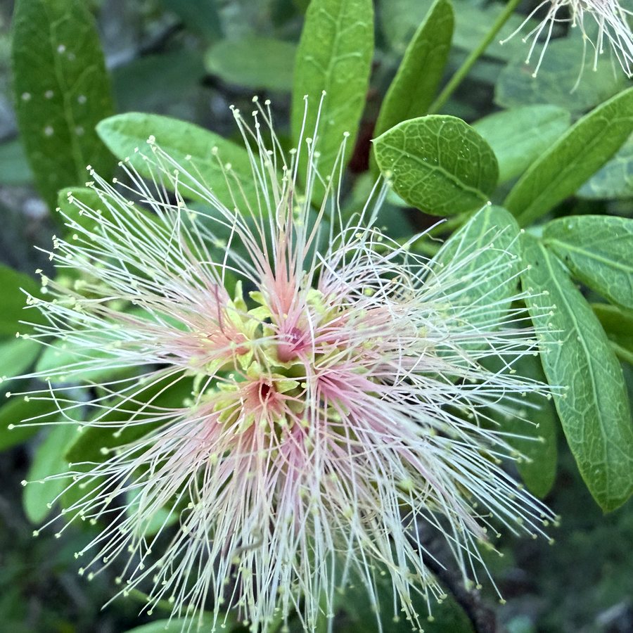 Stamens and carpels