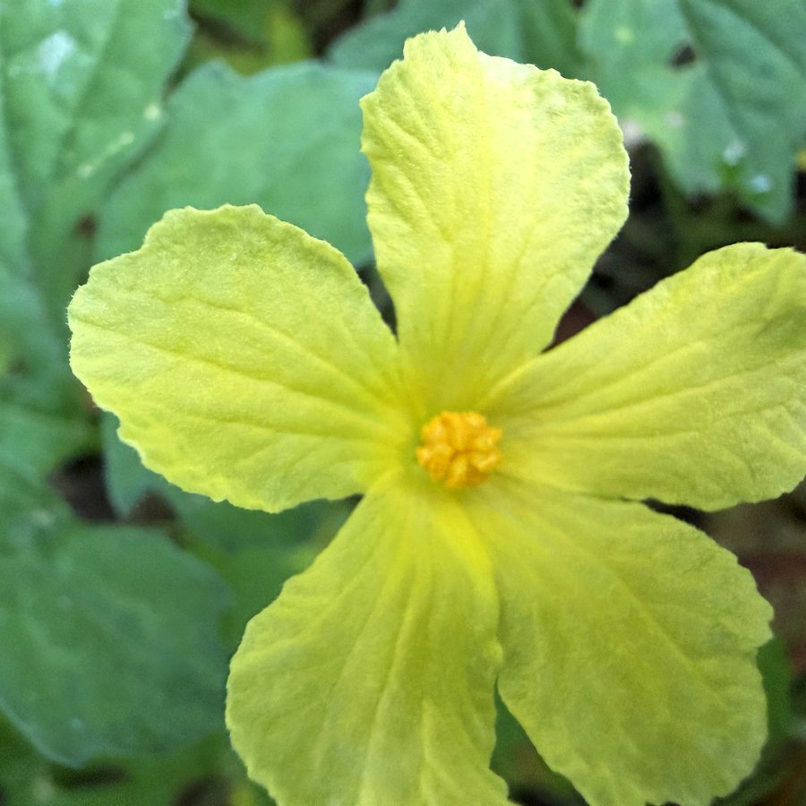 The inflorescence