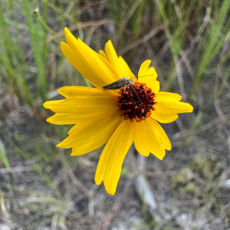 The type of flower