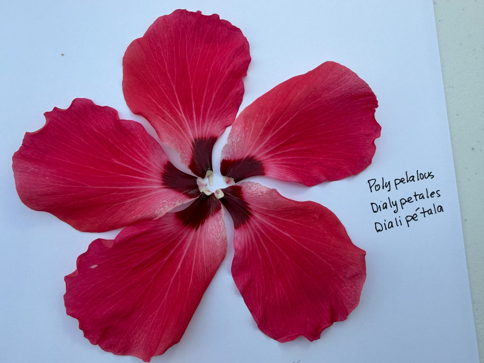 Petals
