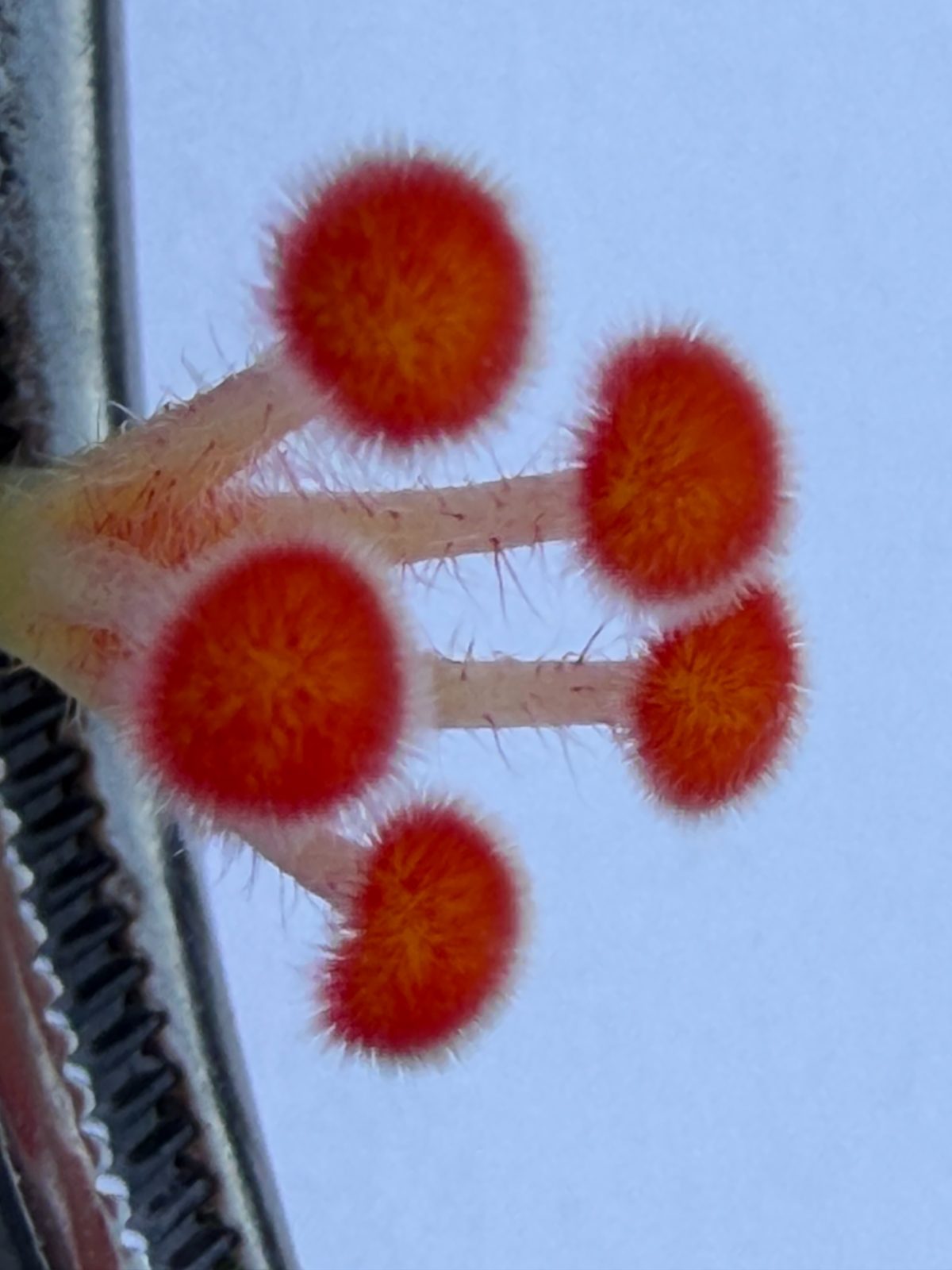 Pistil