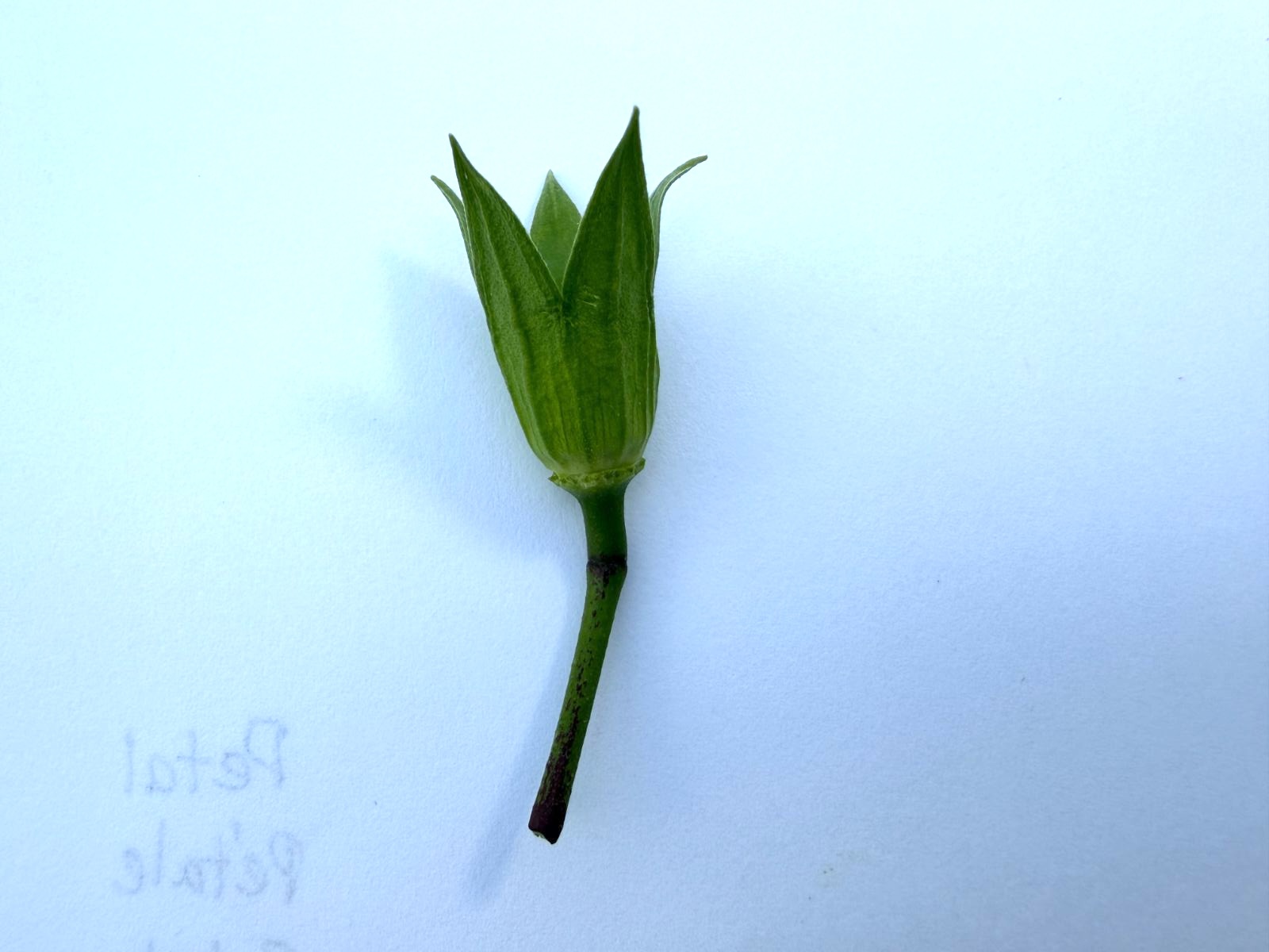 Sepals