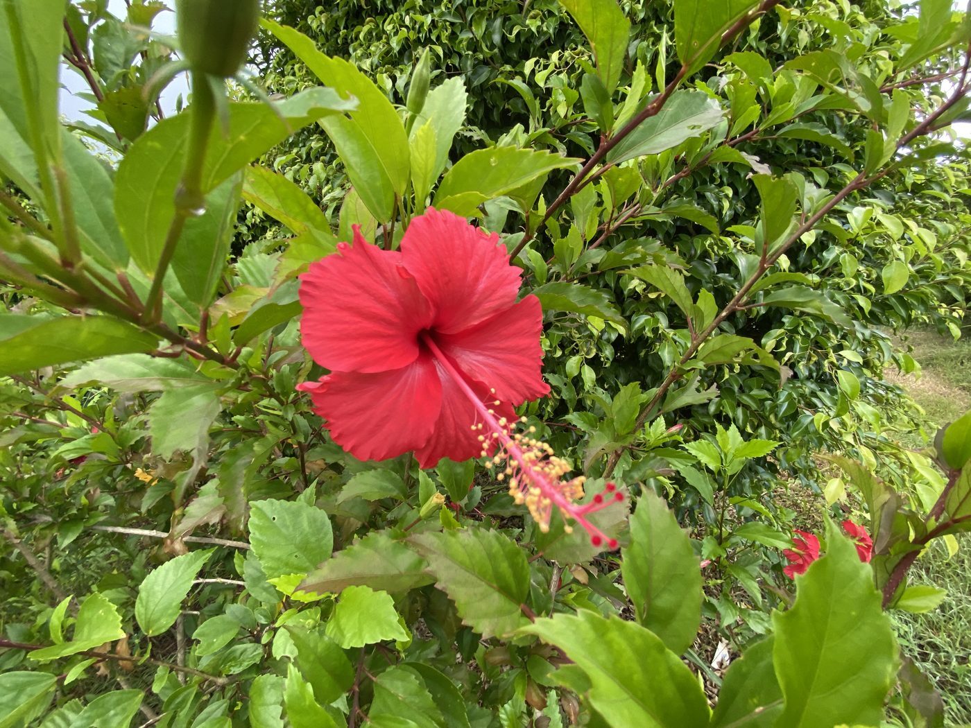 Plant Enthusiasts: rekindling an essential passion for life