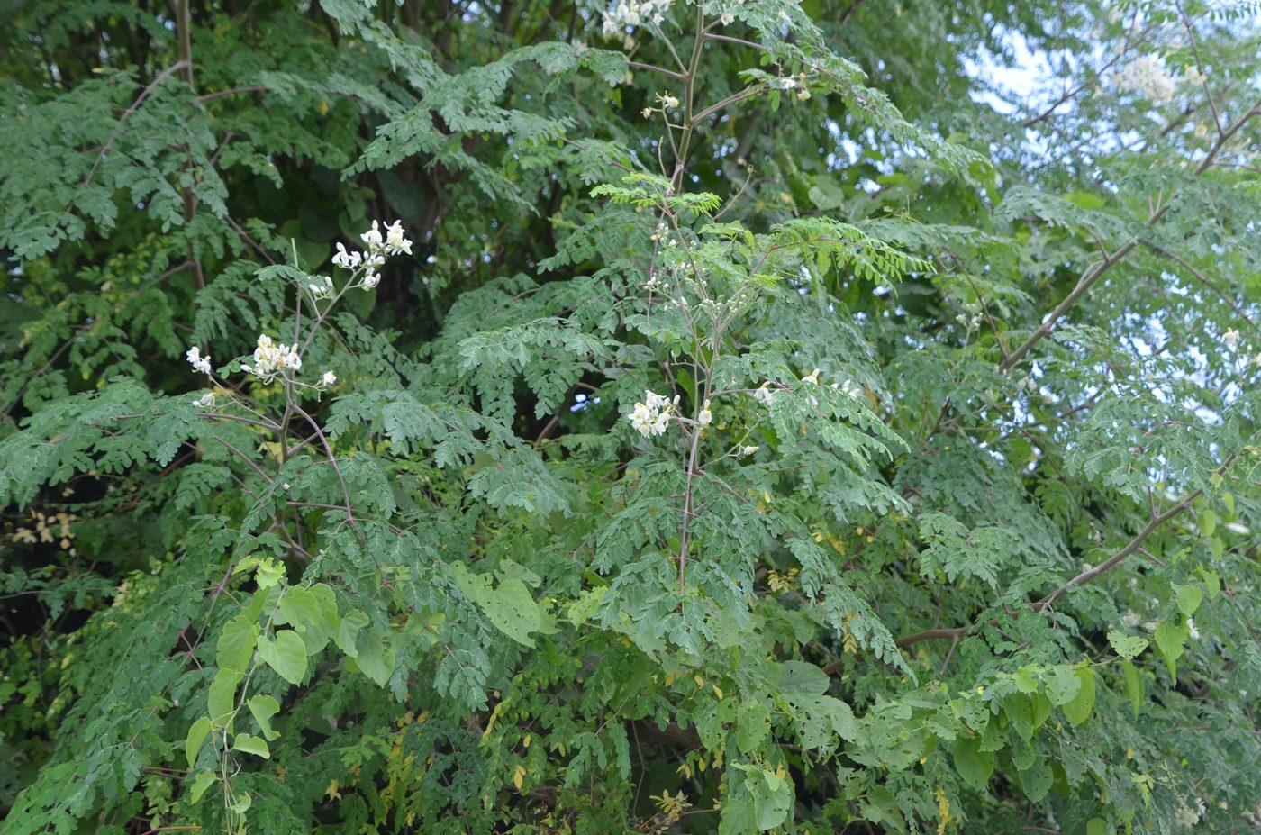 White flowering shrub