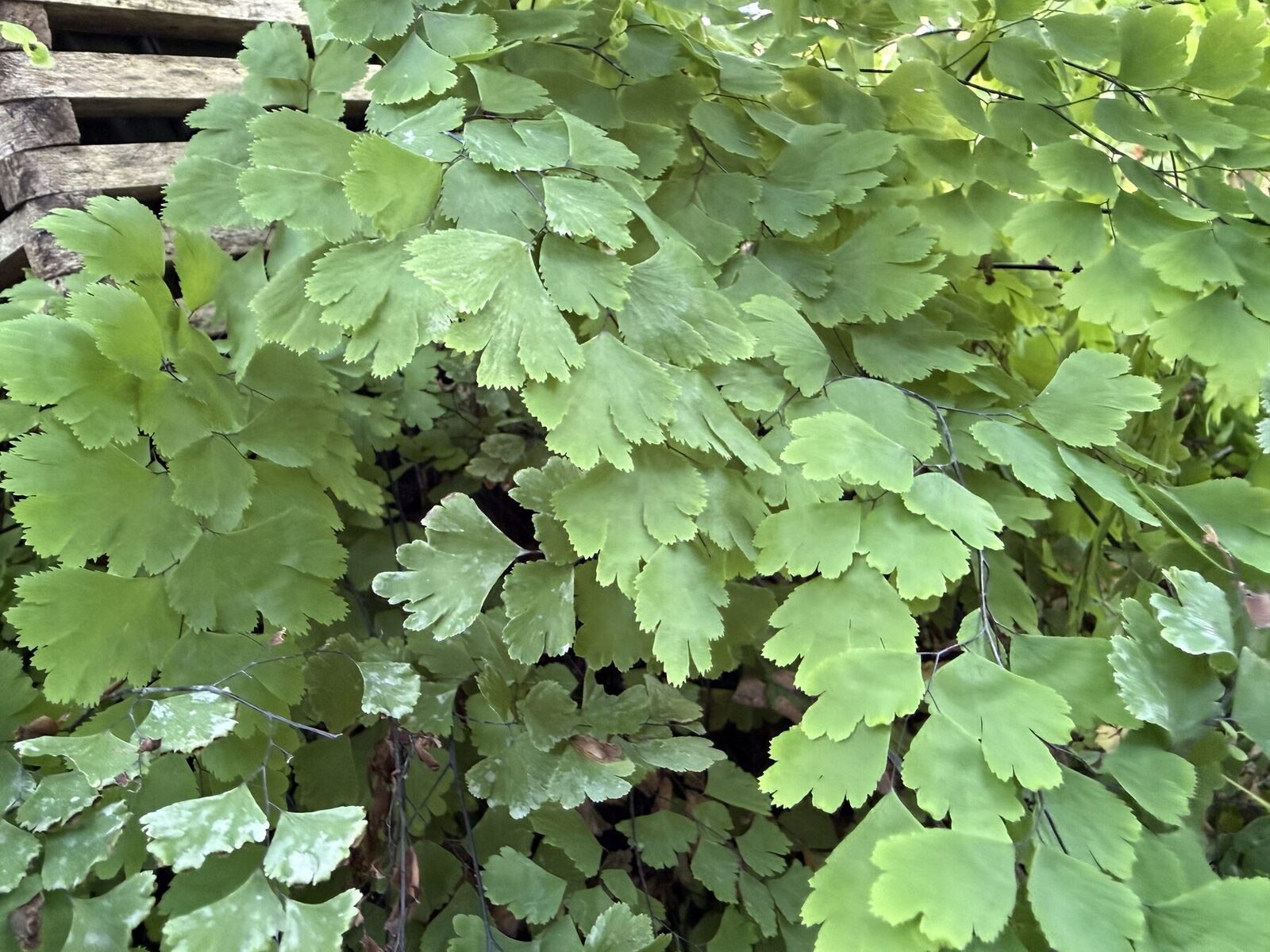 Maidenhair fern frond