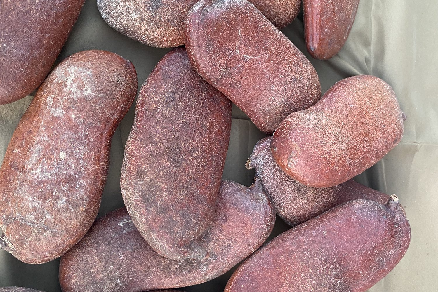 Dehiscent fruit