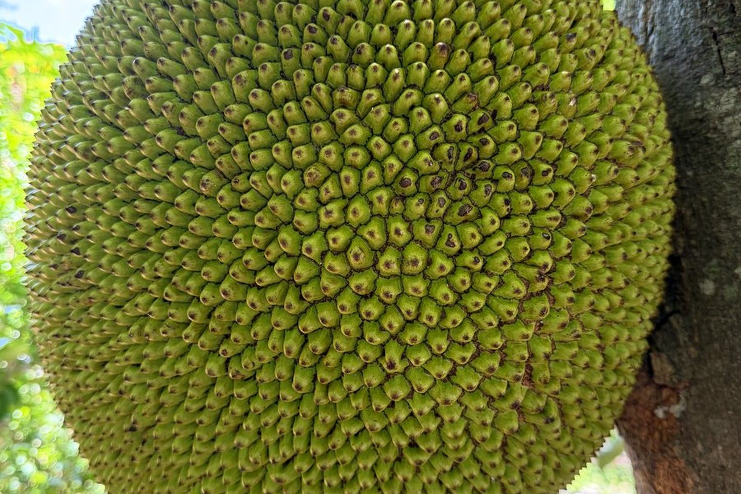Fruit 1