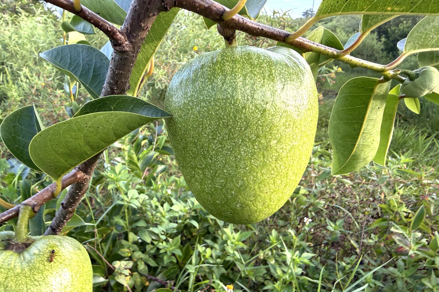 Fruit