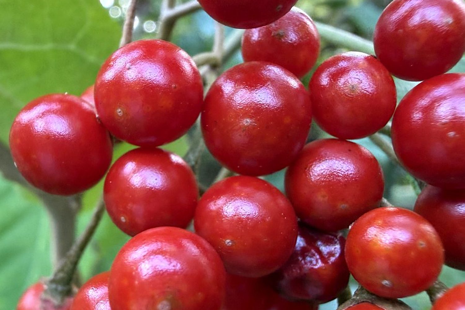 Fleshy fruit