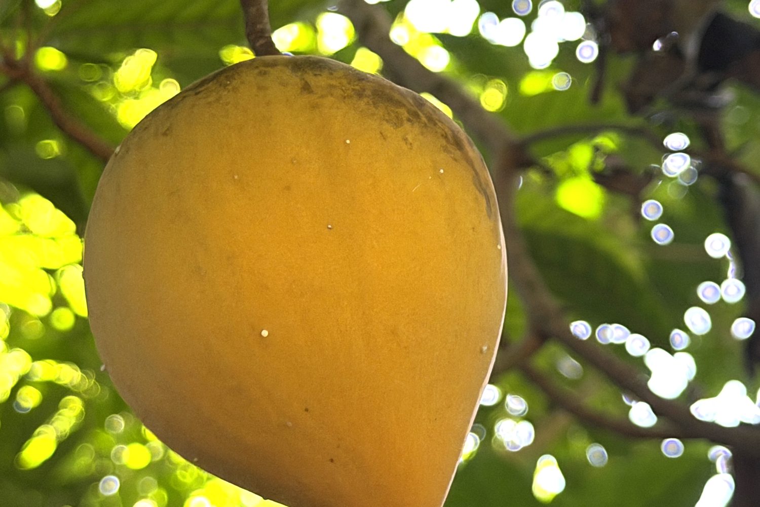 Fruit