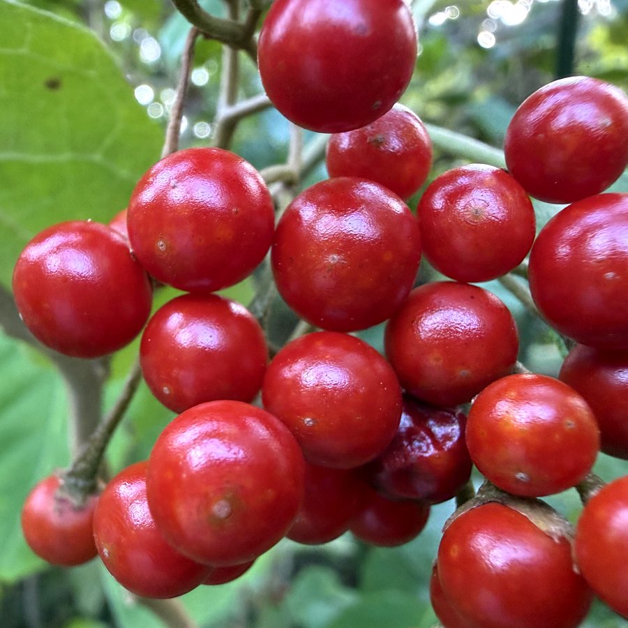 Fruits