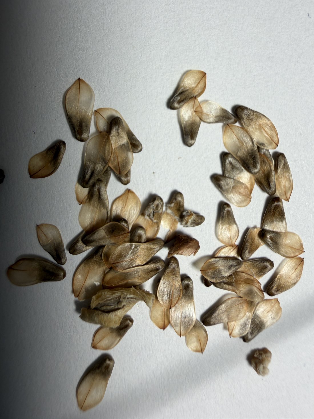 Plant seeds and grains