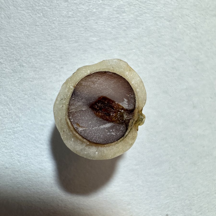 Germination
