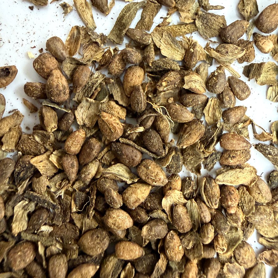 The seed parts