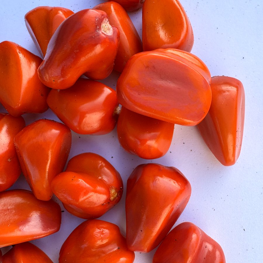 Seeds