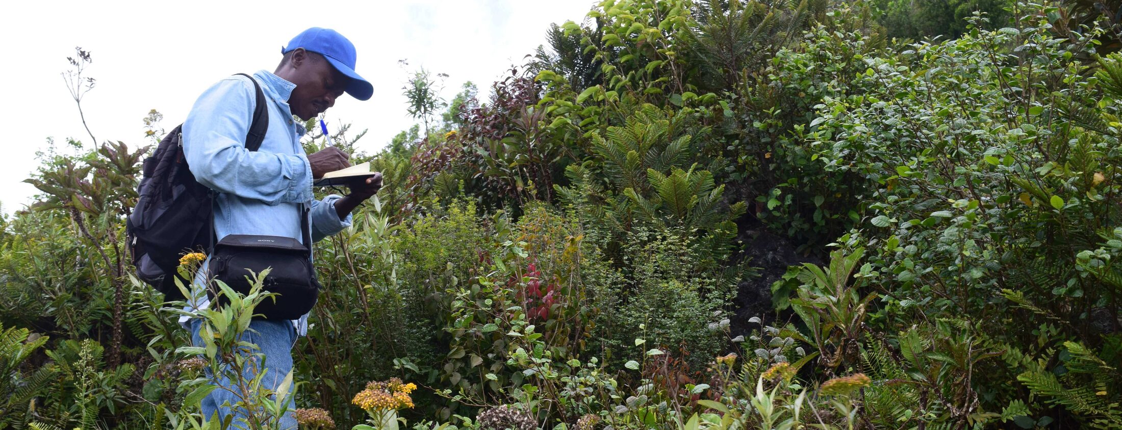 A botanist taking field notes among mountain plants — Botapreneurs