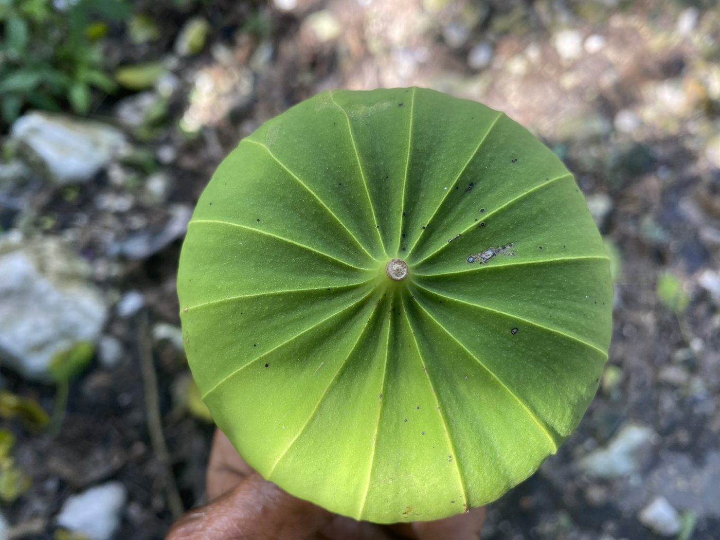 World Flora Online