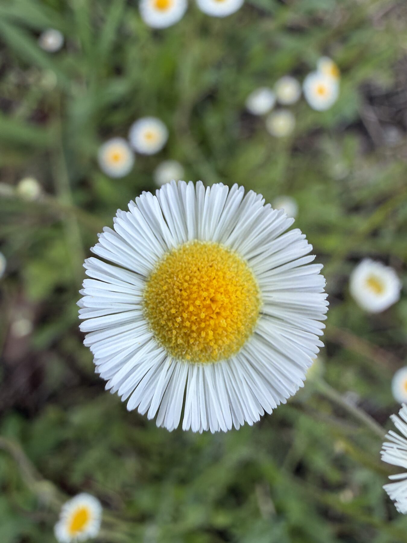 Botanical data: the living memory the world needs