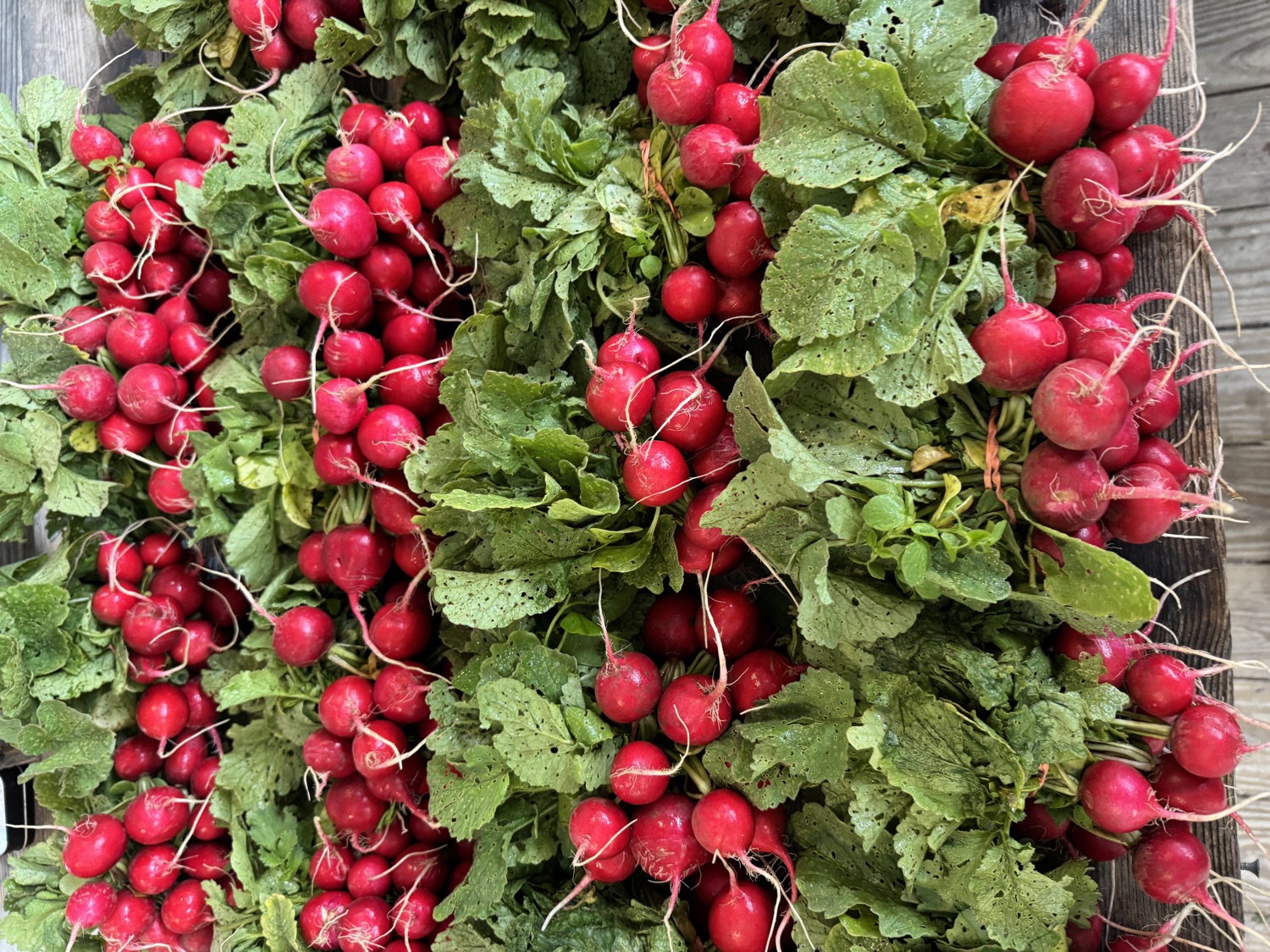 The radish: a root turned into a storage organ, and its leaves